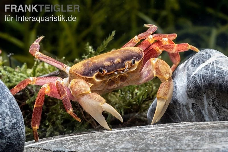 Orangenkrabbe, Sundathelphusa Sp. "orange" 4 Orangenkrabbe, Sundathelphusa Sp. "orange" – Bild 2