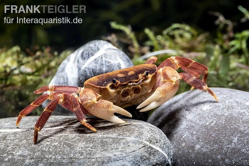 Orangenkrabbe, Sundathelphusa Sp. "orange" 5 Orangenkrabbe, Sundathelphusa Sp. "orange" – Bild 3