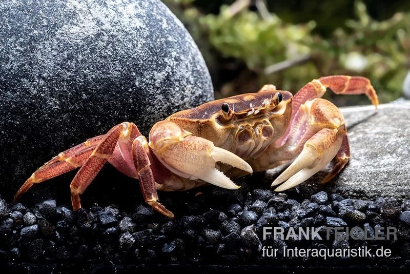 Orangenkrabbe, Sundathelphusa Sp. "orange" 6 Orangenkrabbe, Sundathelphusa Sp. "orange" – Bild 4