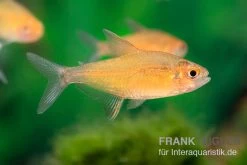 Orangensalmler, Hyphessobrycon Cf. Pulchripinnis BOLIVIA ORANGE, 5er Gruppe 9 Orangensalmler, Hyphessobrycon Cf. Pulchripinnis BOLIVIA ORANGE, 5er Gruppe -Fischbedarf Laden Orangensalmler Hyphessobrycon cf pulchripinnis BOLIVIA ORANGE 1
