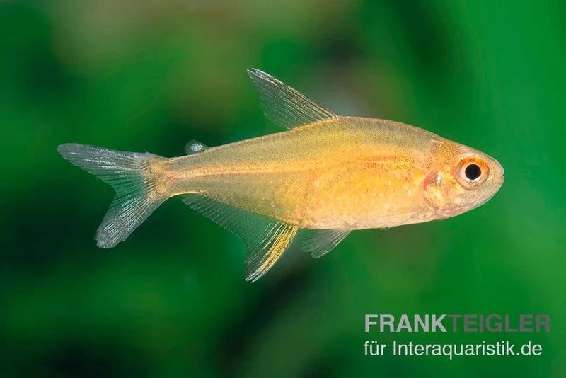 Orangensalmler, Hyphessobrycon Cf. Pulchripinnis BOLIVIA ORANGE, 5er Gruppe 7 Orangensalmler, Hyphessobrycon Cf. Pulchripinnis BOLIVIA ORANGE, 5er Gruppe – Bild 5