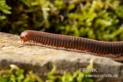 Orangener Piphun-Tausendfüßer, Spirobolus Sp. “Orange Piphun” -Fischbedarf Laden Oranger Piphun Tausendfuesser Spirobolus sp Orange Piphun 3