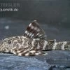 Orinoko Zwergschilderwels, L 202, Peckoltia Lineola -Fischbedarf Laden Orinoko Zwergschilderwels L 202 Peckoltia lineola