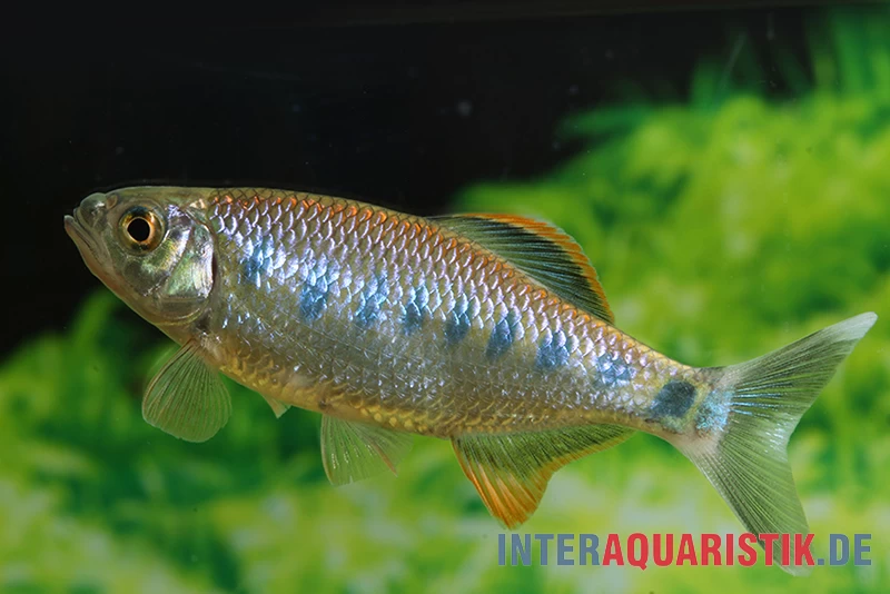 Ozolabärbling, Barilius Ardens 3 Ozolabärbling, Barilius Ardens