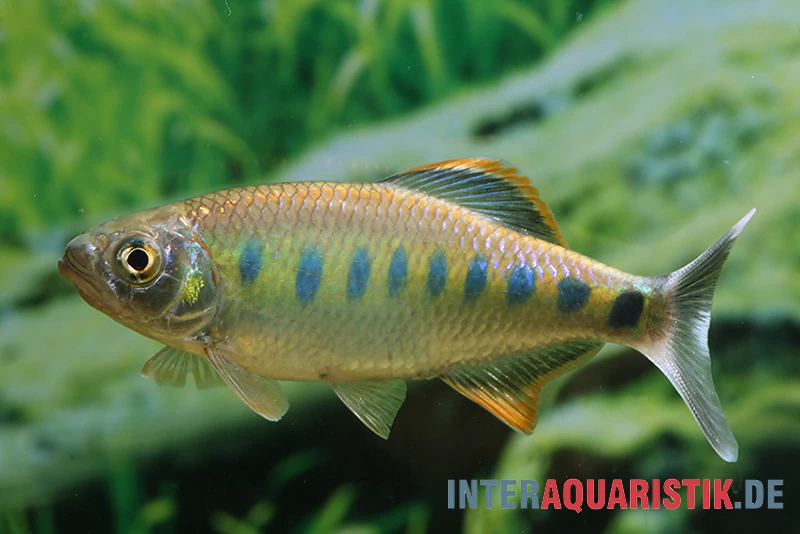 Ozolabärbling, Barilius Ardens 4 Ozolabärbling, Barilius Ardens – Bild 2