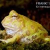 Albino Pacman-Frog, Schmuckhornfrosch, Ceratophrys Cranwelli Albino