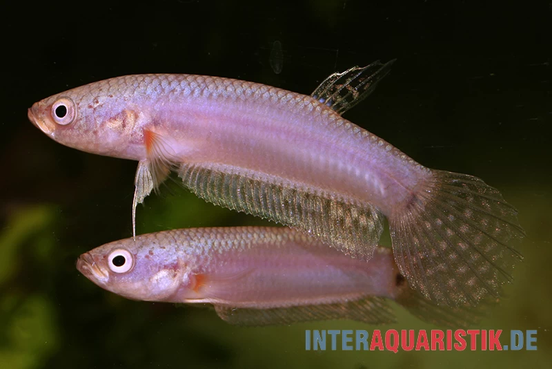 Pallifina-Kampffisch, Betta Pallifina, Paarweise 3 Pallifina-Kampffisch, Betta Pallifina, Paarweise