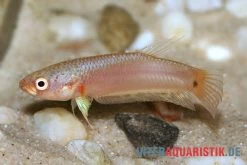 Pallifina-Kampffisch, Betta Pallifina, Paarweise 8 Pallifina-Kampffisch, Betta Pallifina, Paarweise -Fischbedarf Laden Pallifina Kampffisch Betta pallifina 3