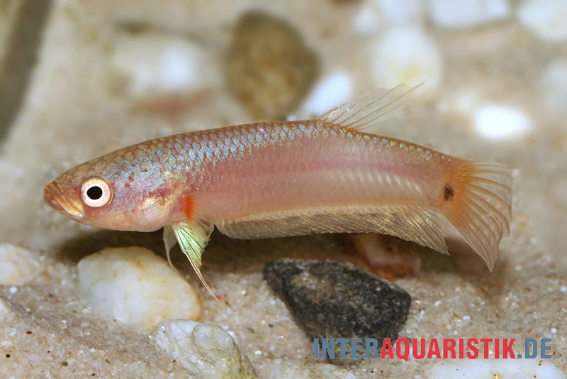 Pallifina-Kampffisch, Betta Pallifina, Paarweise 5 Pallifina-Kampffisch, Betta Pallifina, Paarweise – Bild 3