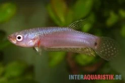 Pallifina-Kampffisch, Betta Pallifina, Paarweise 9 Pallifina-Kampffisch, Betta Pallifina, Paarweise -Fischbedarf Laden Pallifina Kampffisch Betta pallifina 4