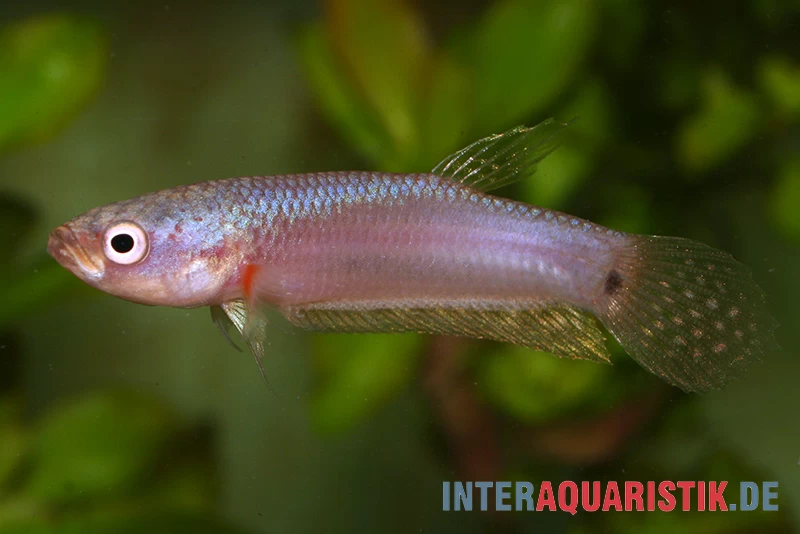 Pallifina-Kampffisch, Betta Pallifina, Paarweise 6 Pallifina-Kampffisch, Betta Pallifina, Paarweise – Bild 4