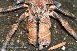 Palmendieb, Birgus Latro