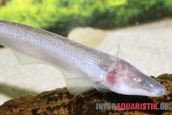 Pelikan-Messerfisch, Compsaraia Samueli