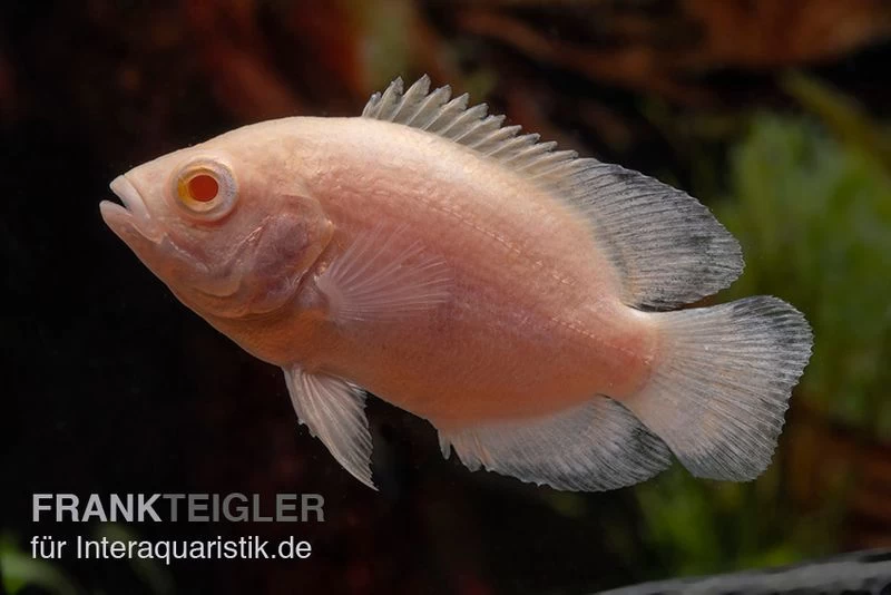 Albino Oscar, Pfauenaugenbuntbarsch, Astronotus Ocellatus 3 Albino Oscar, Pfauenaugenbuntbarsch, Astronotus Ocellatus