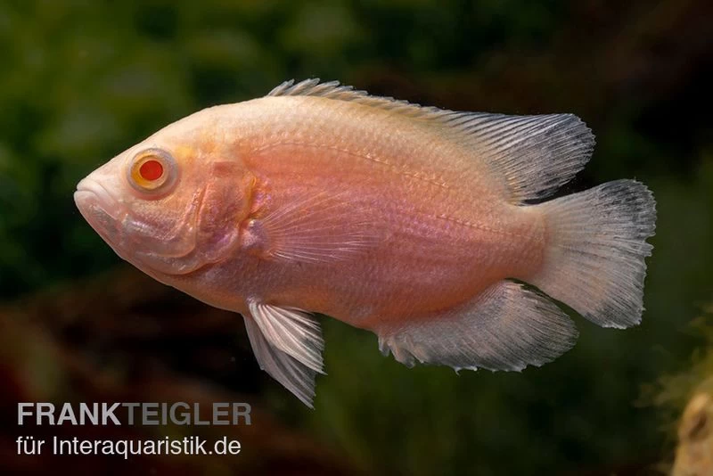 Albino Oscar, Pfauenaugenbuntbarsch, Astronotus Ocellatus 4 Albino Oscar, Pfauenaugenbuntbarsch, Astronotus Ocellatus – Bild 2