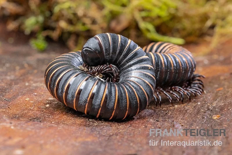 Pink Gestreifter Tausendfüßer, Odontostreptus Sjoestedti 3 Pink Gestreifter Tausendfüßer, Odontostreptus Sjoestedti