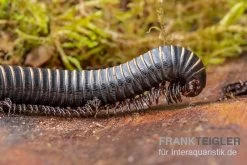Pink Gestreifter Tausendfüßer, Odontostreptus Sjoestedti 8 Pink Gestreifter Tausendfüßer, Odontostreptus Sjoestedti -Fischbedarf Laden Pink gestreifter Tausendfuesser Odontostreptus sjoestedti 2