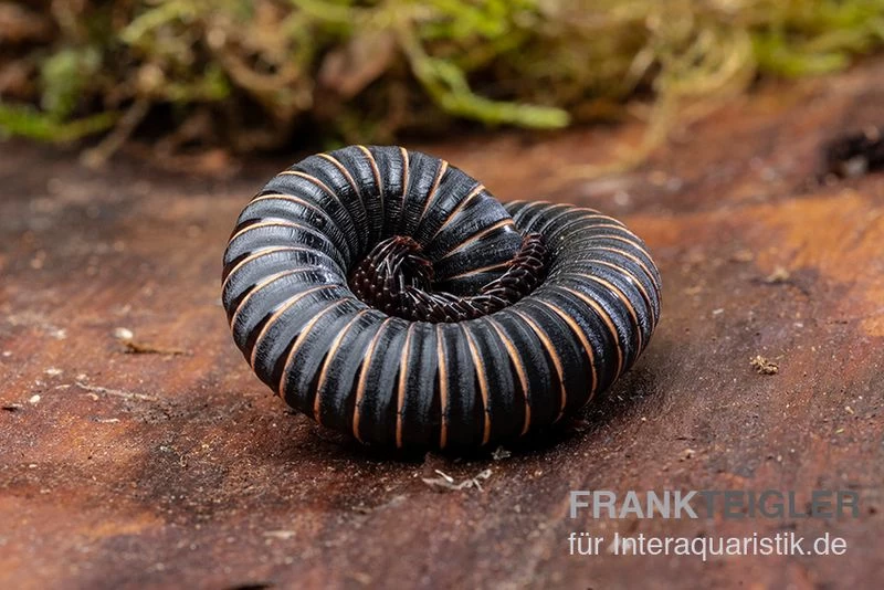 Pink Gestreifter Tausendfüßer, Odontostreptus Sjoestedti 5 Pink Gestreifter Tausendfüßer, Odontostreptus Sjoestedti – Bild 3