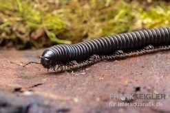 Pink Gestreifter Tausendfüßer, Odontostreptus Sjoestedti 10 Pink Gestreifter Tausendfüßer, Odontostreptus Sjoestedti -Fischbedarf Laden Pink gestreifter Tausendfuesser Odontostreptus sjoestedti 4