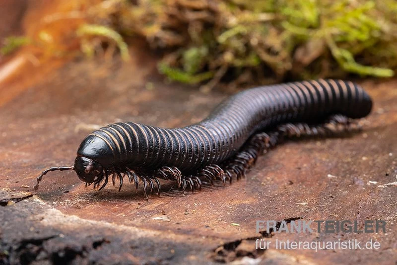 Pink Gestreifter Tausendfüßer, Odontostreptus Sjoestedti 7 Pink Gestreifter Tausendfüßer, Odontostreptus Sjoestedti – Bild 5