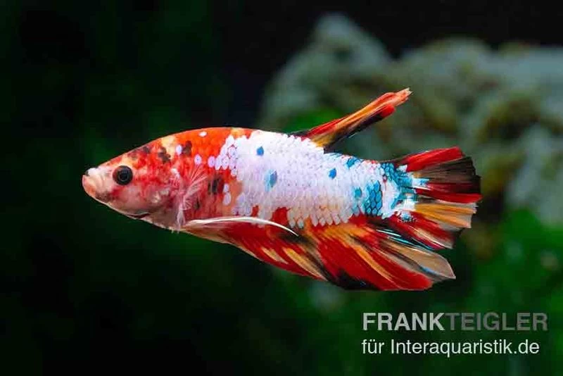 Plakat Kampffisch Candy, Männchen, Betta Splendens 4 Plakat Kampffisch Candy, Männchen, Betta Splendens – Bild 2