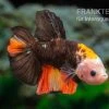 Plakat Kampffisch Fancy Color, Männchen, Betta Splendens -Fischbedarf Laden Plakat Kampffisch Fancy Color Maennchen Betta splendens neu 1