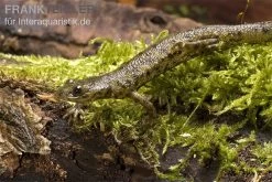 Spanischer Rippenmolch, Pleurodeles Waltl -Fischbedarf Laden Pleurodeles waltl rippenmolch