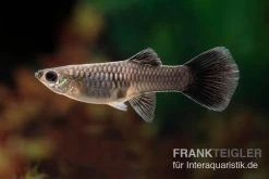 Black Tail Ribbon Guppy, Poecilia Reticulata -Fischbedarf Laden Poecilia reticulata Black Tail Ribbon 7