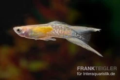Golden Lace Sword Guppy, Poecilia Reticulata