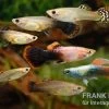 Guppy Zucht-Mix 2, Poecilia Reticulata, 2M 5W -Fischbedarf Laden Poecilia reticulata Guppy Mix Zuchtgruppe 2