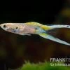 Viena Emerald Double Sword Guppy, Poecilia Reticulata -Fischbedarf Laden Poecilia reticulata Viena Emerald Double Sword 3