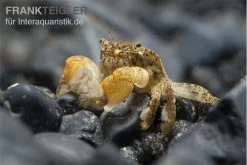 Pompomkrabbe, Ptychognathus Barbatus (Hongkong-Krabbe) -Fischbedarf Laden Pompom krabbe