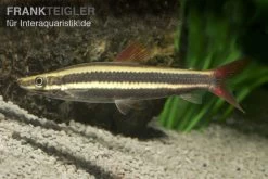 Prachtkopfsteher, Anostomus Anostomus