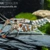 Maikäferkrebs, Procambarus Spiculifer -Fischbedarf Laden Procambarus spiculifer 2