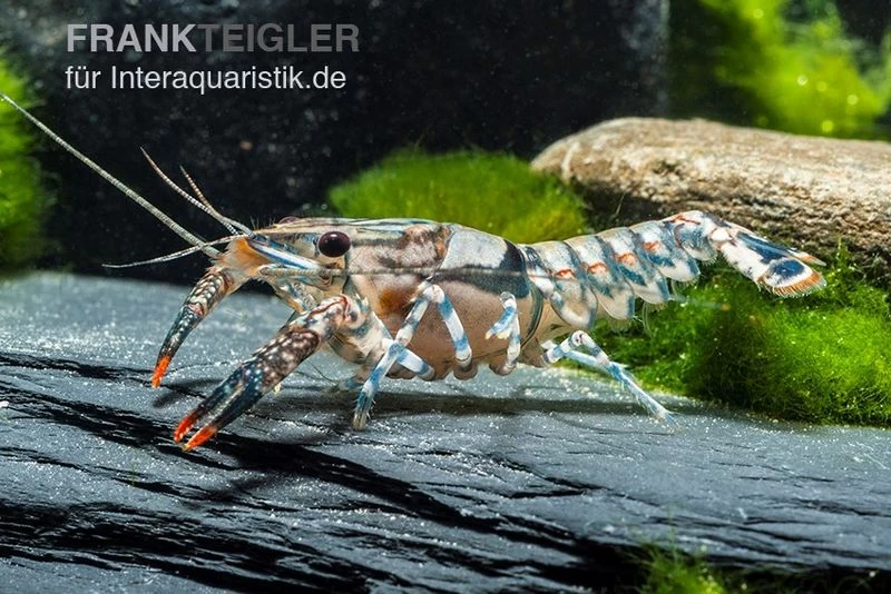 Maikäferkrebs, Procambarus Spiculifer 3 Maikäferkrebs, Procambarus Spiculifer