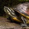 Florida-Rotbauch-Schmuckschildkröte, Pseudemys Nelsoni FZ