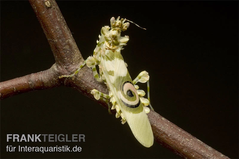 Afrikanische Blütenmantis, Pseudocreobotra Wahlbergi 3 Afrikanische Blütenmantis, Pseudocreobotra Wahlbergi