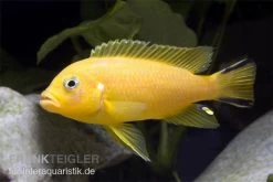 Pseudotropheus Sp. Daktari