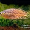 Rawa-Biru-Regenbogenfisch, Melanotaenia Cf. Splendida Rubrostriata "Rawa Biru" , 5 Tiere -Fischbedarf Laden Rawa Biru Regenbogenfisch Melanotaenia cf splendida rubrostriata Rawa Biru 1