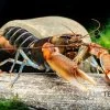 "Red Claw" Tigerkrebs, Cherax Peknyi Var. "Red Claw" -Fischbedarf Laden Red Claw Tigerkrebs Cherax peknyi var Red Claw 1