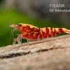 Red Galaxy Garnele Mix, Caridina Spec. "Red Galaxy" -Fischbedarf Laden Red Galaxy Garnele Mix Caridina spec Red Galaxy 1