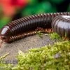 Red Legged Millipede, Spirostreptus Sp. Red Legged Nigeria -Fischbedarf Laden Red Legged Millipede Spirostreptus sp Red Legged Nigeria 1