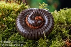 Red Legged Millipede, Spirostreptus Sp. Red Legged Nigeria -Fischbedarf Laden Red Legged Millipede Spirostreptus sp Red Legged Nigeria 2