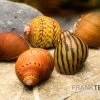 Rennschnecken-Bundle: 5x Rennschnecke Im Farbmix -Fischbedarf Laden Rennschnecken Mix 1
