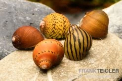 Rennschnecken-Bundle: 5x Rennschnecke Im Farbmix