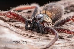 Riesenkrabbenspinne, Heteropoda Sp. Indonesien 01 -Fischbedarf Laden Riesenkrabbenspinne Heteropoda sp Indonesien 03