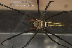 Riesenradnetzspinne, Nephila Maculata -Fischbedarf Laden Riesenradnetzspinne Nephila maculata