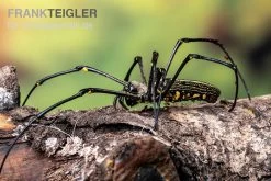 Riesenradnetzspinne, Nephila Maculata -Fischbedarf Laden Riesenradnetzspinne Nephila maculata 5