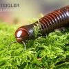 Riesiger Feuer-Tausendfüßer, Pelmatojulus Excisus 1 Riesiger Feuer-Tausendfüßer, Pelmatojulus Excisus -Fischbedarf Laden Riesiger Feuer Tausendfuesser Pelmatojulus excisus 1