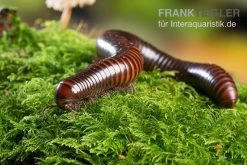 Riesiger Feuer-Tausendfüßer, Pelmatojulus Excisus -Fischbedarf Laden Riesiger Feuer Tausendfuesser Pelmatojulus excisus 2